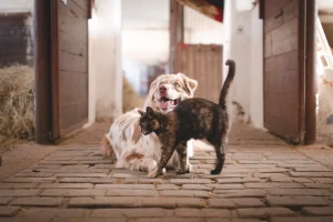 Terapia prin animale: Cum îți poate schimba viața interacțiunea cu ele